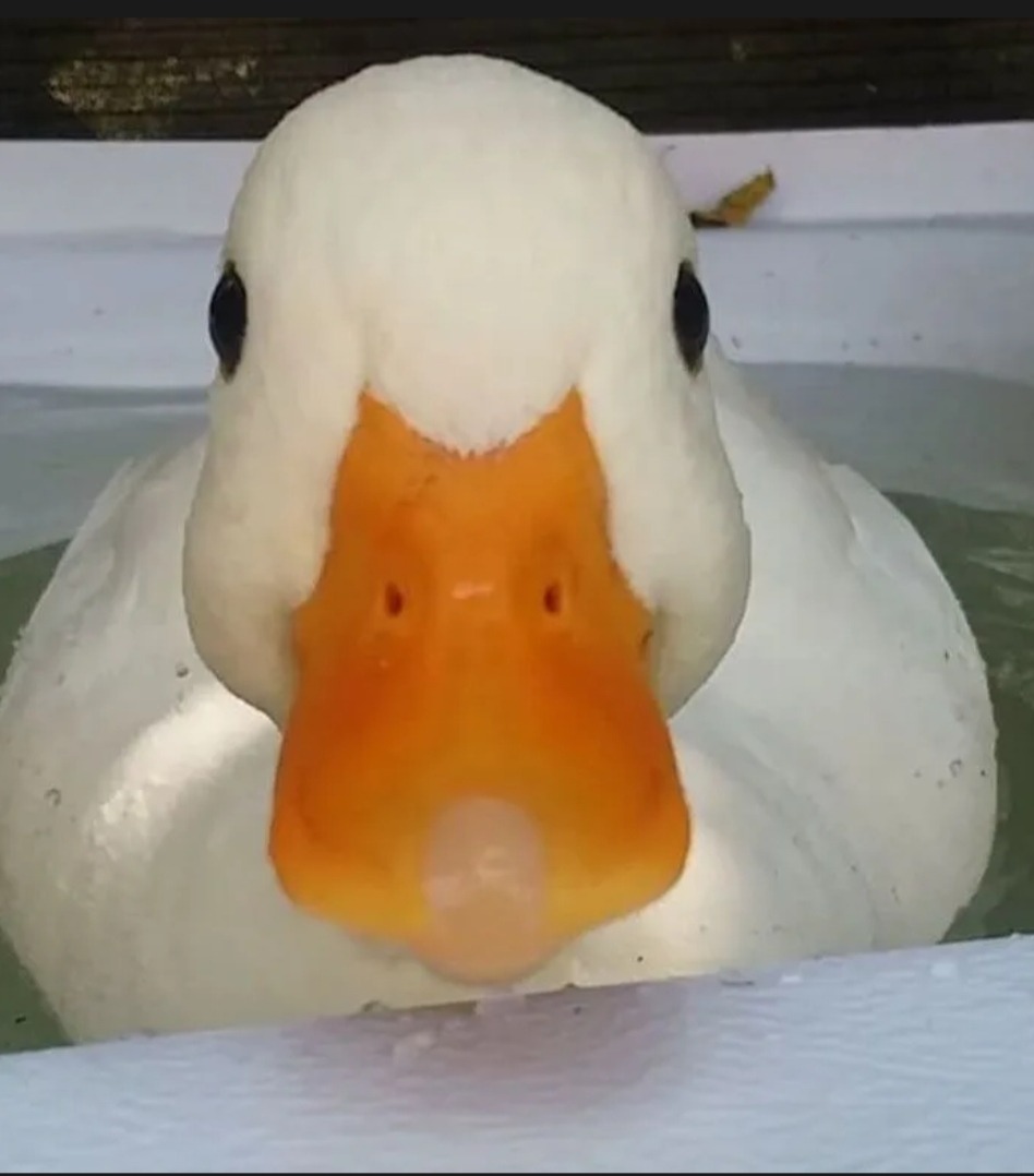 Profil de Ayhan, 20 ans, Escort gay à Rüegsbach